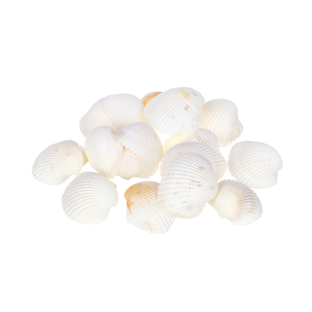 INBLOOM Декор для кашпо Ракушки, 10х6см, белые, 150г (±10г), арт.№ 173-005